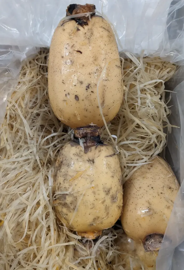 蔬菜 - 蓮藕 Lotus Root