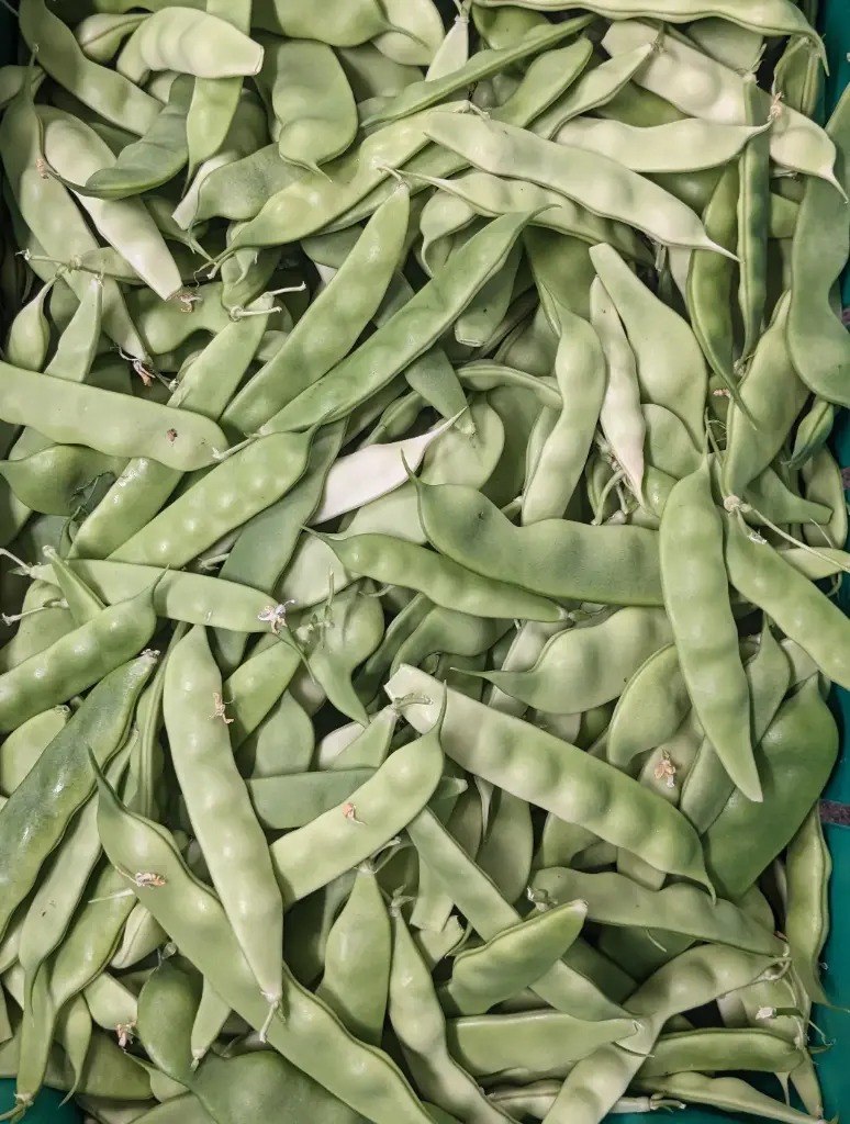 蔬菜 - 自產油豆角 Northeast Chinese Pole Beans