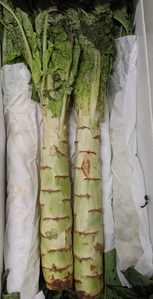 蔬菜 - 萵苣 Stem Lettuce