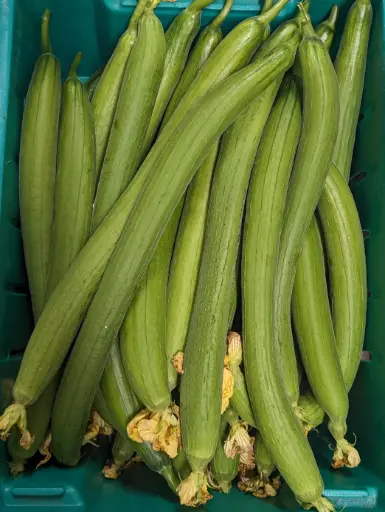 [5400017] 蔬菜 - 絲瓜 Towel Gourd
