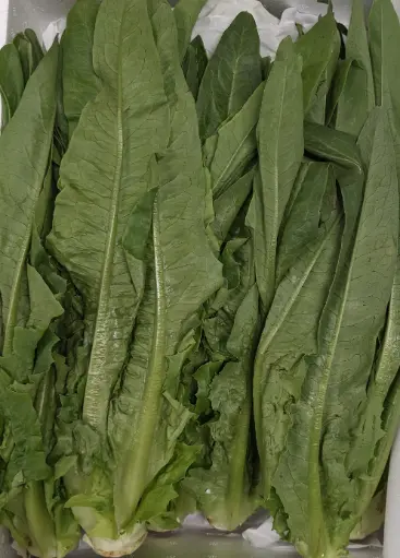 [5400010] 蔬菜 - 油麥菜 A Choy