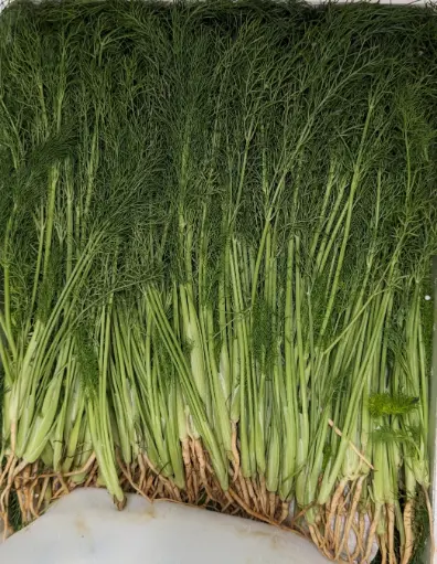 [5400005] 蔬菜 - 小茴香苗 Fennel Greens