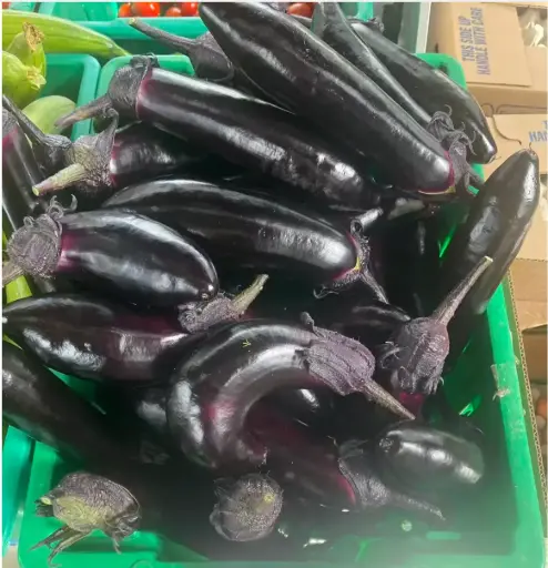[5400027] 蔬菜 - 自產長茄子 Eggplant
