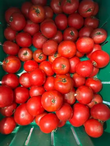 [5400055] 蔬菜 - 自產鐵皮番茄 Farm Grown Tomato